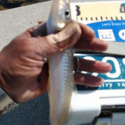 クレーン船帰港により撃沈しました