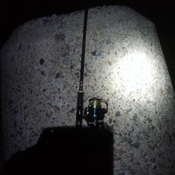 アオリイカ3杯！