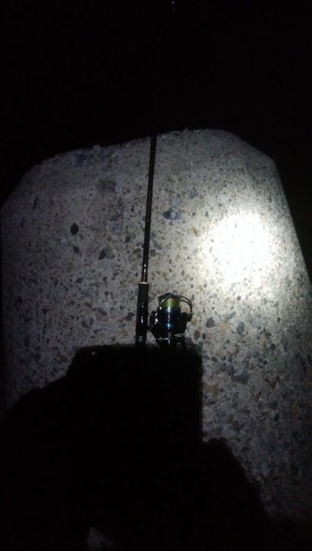 アオリイカ3杯！