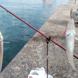 播磨新島のキス調査