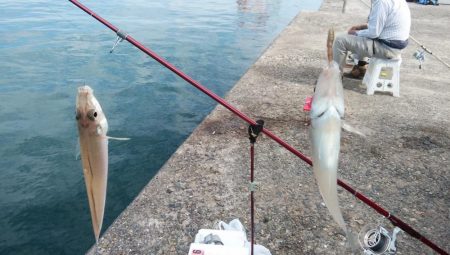 播磨新島のキス調査