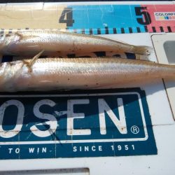 シーズン最大のキスが釣れました