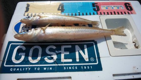 シーズン最大のキスが釣れました