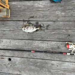 フカセ‥最高ですネ・・