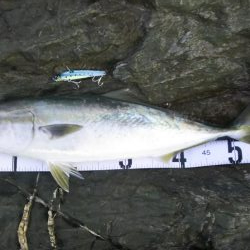 秋の青物狙いpart3～5