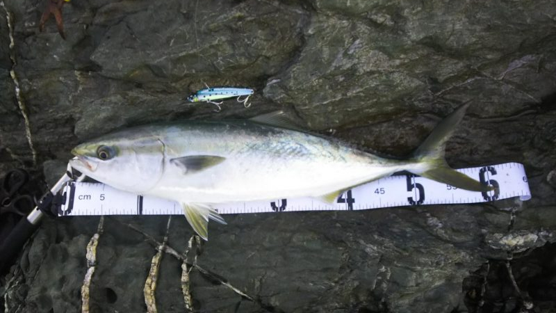 秋の青物狙いpart3～5