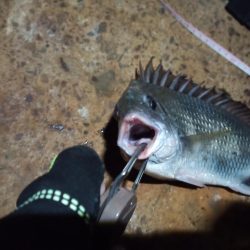 2022/10/29 南港ヘチ釣り釣行