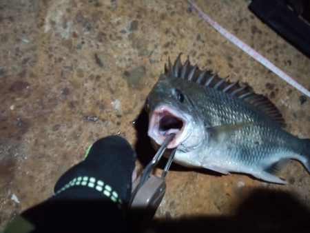 2022/10/29 南港ヘチ釣り釣行