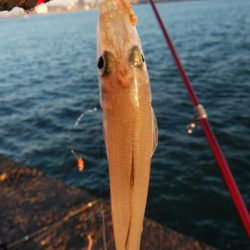 播磨新島のキス情報