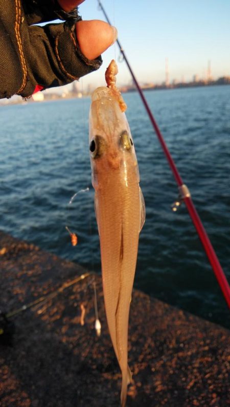 播磨新島のキス情報