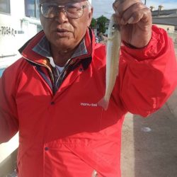 江井ヶ島のキス調査