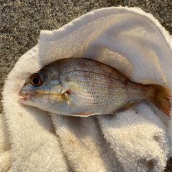 【サビキ釣り】アイゴに注意！カタクチイワシが湧いてます