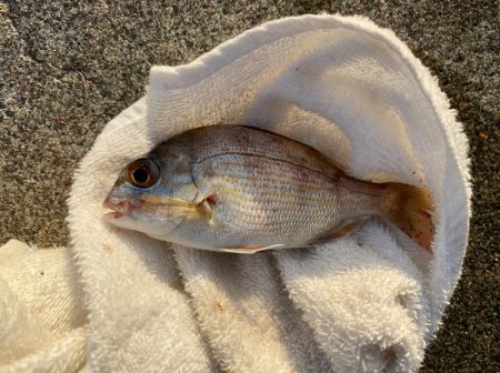 【サビキ釣り】アイゴに注意！カタクチイワシが湧いてます