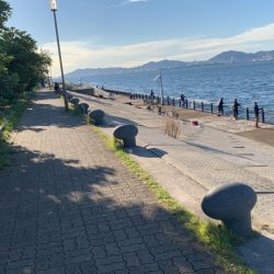 神戸空港でサワラ