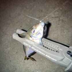 ギョーザとビールは合う