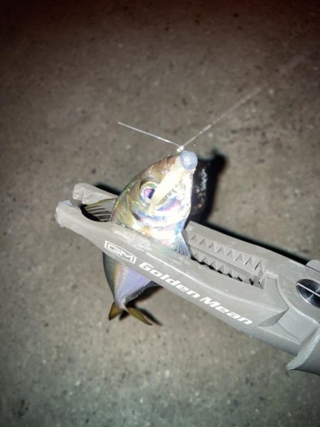 ギョーザとビールは合う