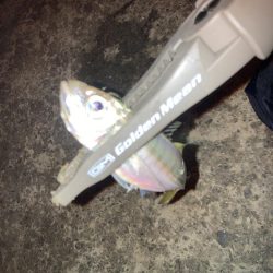 雨後のアジング