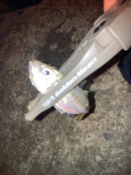 雨後のアジング