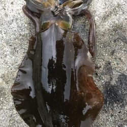 2022 佐渡ヶ島エギング 23回目【10月4日】