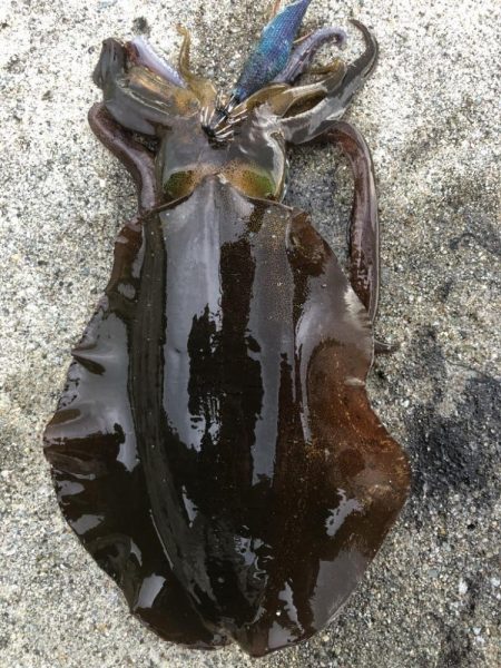 2022 佐渡ヶ島エギング 23回目【10…