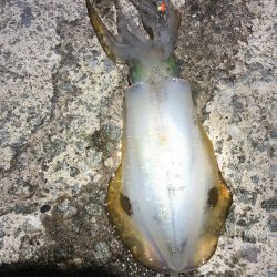 2022 佐渡ヶ島エギング 24回目【10月6日】