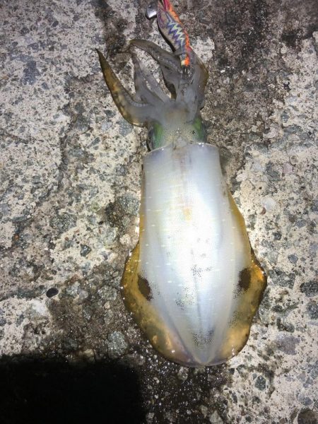 2022 佐渡ヶ島エギング 24回目【10月6日】