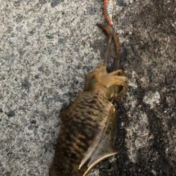 2022 佐渡ヶ島エギング 25回目【10月9日】