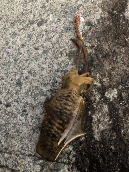 2022 佐渡ヶ島エギング 25回目【10月9日】