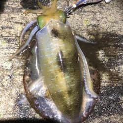 2022 佐渡ヶ島エギング 26回目【10月10日】