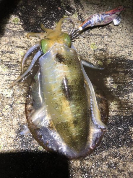 2022 佐渡ヶ島エギング 26回目【10月10日】