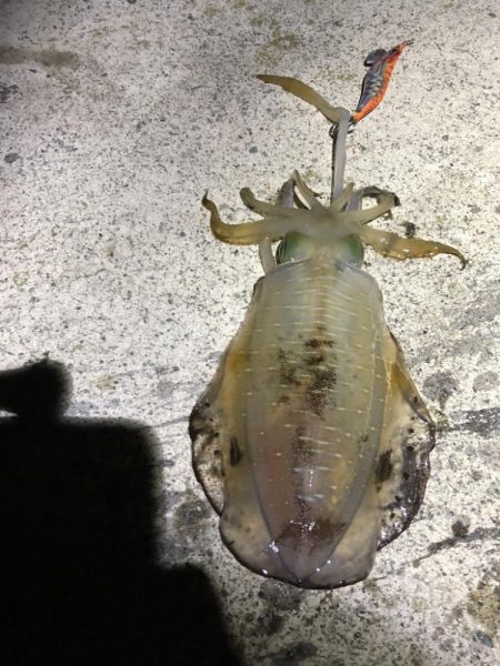 2022 佐渡ヶ島エギング 27回目【10月12日】