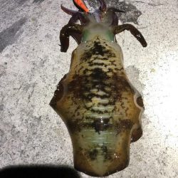 2022 佐渡ヶ島エギング 28回目【10月13日】