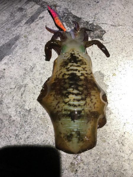 2022 佐渡ヶ島エギング 28回目【10月13日】