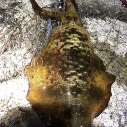 2022 佐渡ヶ島エギング 29回目【10月16日】