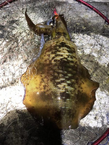 2022 佐渡ヶ島エギング 29回目【10…