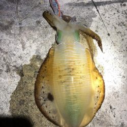 2022 佐渡ヶ島エギング 30回目【10月17日】