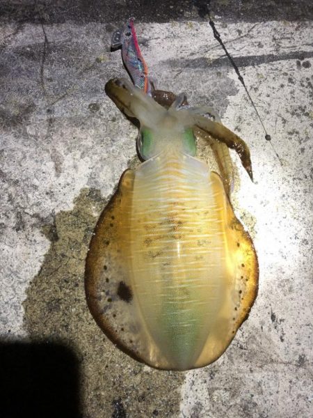 2022 佐渡ヶ島エギング 30回目【10月17日】