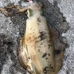 2022 佐渡ヶ島エギング 33回目【10月22日】