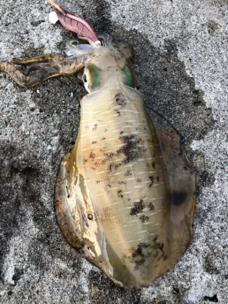 2022 佐渡ヶ島エギング 33回目【10…