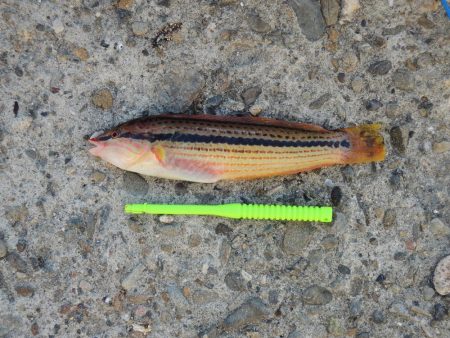エビ撒き釣り　ハネの気配なくアジ・サバばかり
