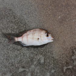 落ちギスは何処に？