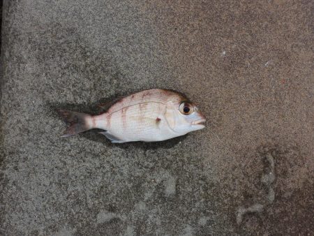 落ちギスは何処に？