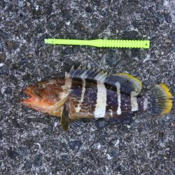 秋晴れのキス釣り　落ちギスはまだ早い？