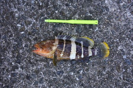 秋晴れのキス釣り　落ちギスはまだ早い？