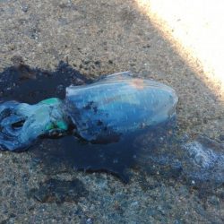 デイエギングでアオリ好調♪