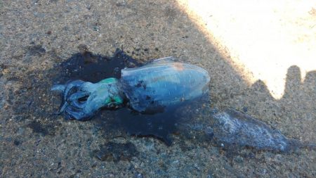 デイエギングでアオリ好調♪