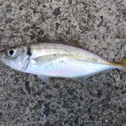 エビ撒き釣りで五目釣り♪