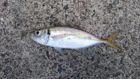 エビ撒き釣りで五目釣り♪