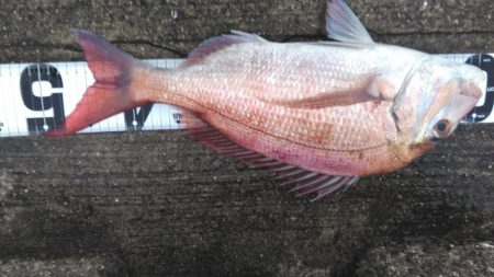 ハイシーズン突入