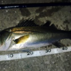 ぶらシーバス！！